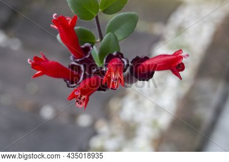 Red Flower Of Lipstick Vine Or Aeschynanthus Radicans Jack Bloom Hanging In The Garden.
