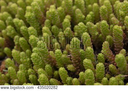 Succulent Plant Sedum. Ochitok Is A Perennial Herbaceous Succulent Plant.