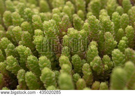 Succulent Plant Sedum. Ochitok Is A Perennial Herbaceous Succulent Plant.