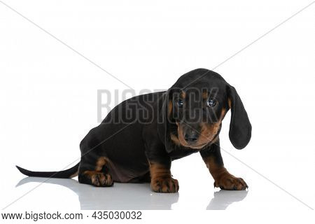 side view of adorable teckel dachshund dog looking away and sitting in front of white background in studio