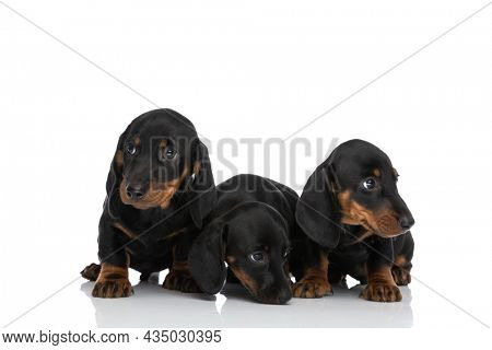 cute small family of three teckel dachshund dogs sniffing and looking away on white background in studio