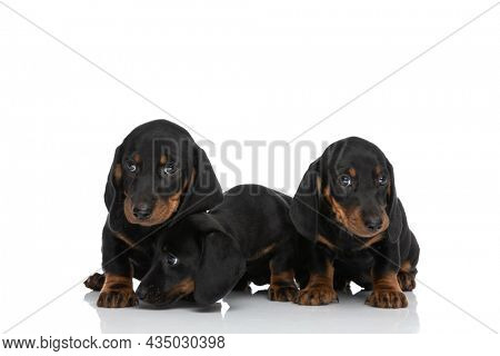 beautiful small teckel dachshund puppies looking to side and sniffing around on white background in studio