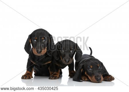 family portrait of 3 small teckel dachschund puppies standing, sitting and laying down in studio on white background