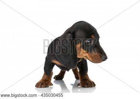 lovely small teckel dachshund dog looking to side and standing  isolated on white background in studio