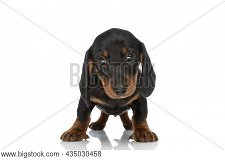 cute little teckel dachshund doggy standing on white background in studio