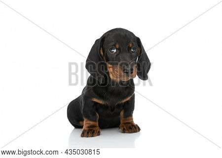 adorable teckel dachshund pup sitting and looking to side in front of white background in studio