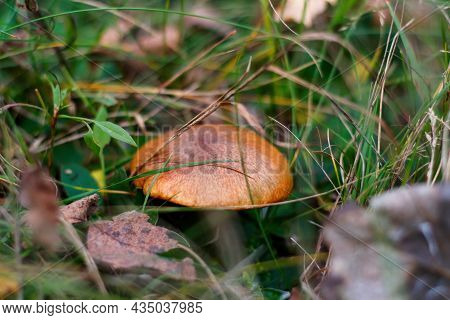 Defocus Close-up Mushroom (suillus Luteus) Among Dry Grass And Leaves. Suillus Luteos Mushroom Growi