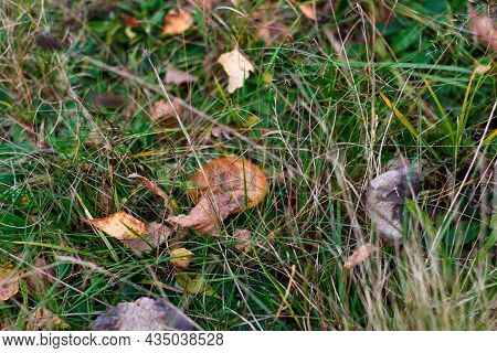 Defocus Mushroom (suillus Luteus) Among Dry Grass And Leaves. Suillus Luteos Mushroom Growing In The