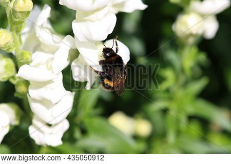 A Queen Buff Tailed Bumblebee Feeding On Nectar