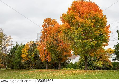 Autumn Scenery In Local Public Park. Maple Trees With Fallen Colored Leaves On The Ground. Centrepoi