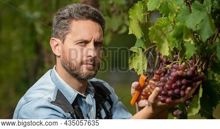 Portrait Of Man Harvester On Summer Harvest. Enologist With Garden Scissors.