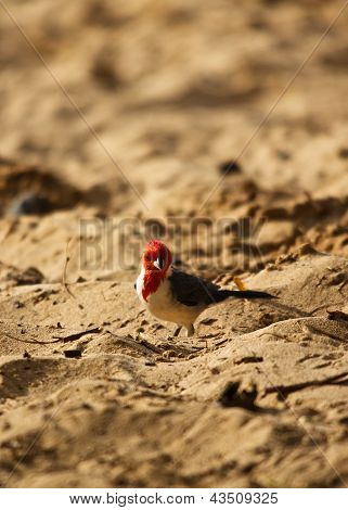 Red-Crested Cardinal