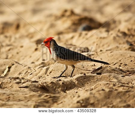 Punainen Crested Cardinal Maui