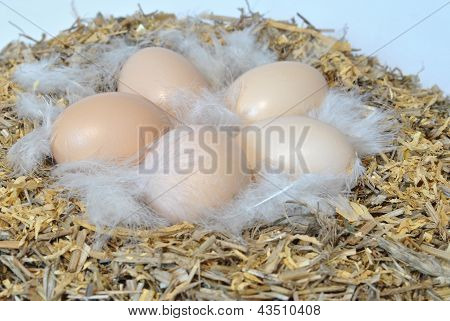 Eier