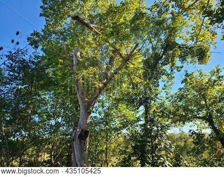 Trees And Skies Of The Virginia Wetlands