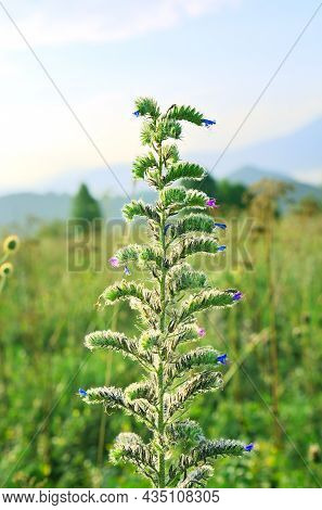 Dew On The Leaves On A Blurry Background Of A Green Meadow. Altai, Siberia, Russia