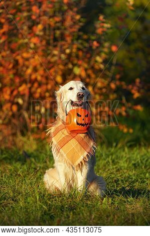 Adorable Golden Retriever With Checkered Bandana Sits In Park On Autumn Bush With Red Leaves Backgro