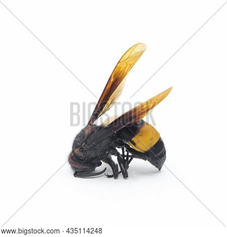 A Dead Specimen Of A Tropical Species Of A Greater Banded Hornet Used For Lab Experiments Isolated I