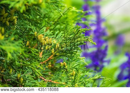 Thuja Occidentalis Bush Is Evergreen Coniferous Tree. Close Up Of Cypress Cedar Tree Branch With Bun
