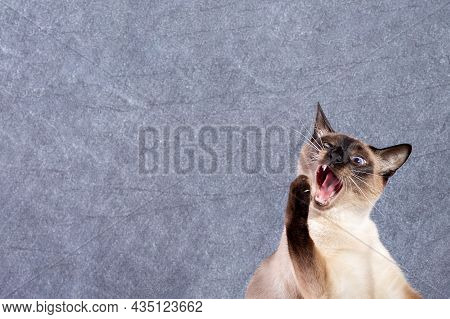 The Siamese Cat Meows Loudly And Opens Its Mouth Wide And Raises Its Front Paw. The Cat Is In The Lo