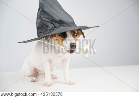 Jack Russell Terrier Dog In Witch Hat Holding Chicken Paw For Casting Spells On White Background.
