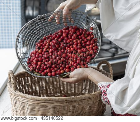 A Girl In Ethnic Clothes Pours Hawthorn Berries Into A Basket. The Woman Picks Out The Red Berries. 