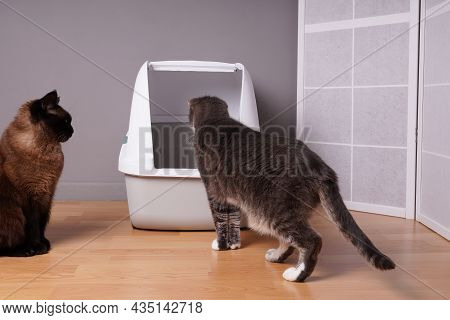 Two Domestic Cats Examining New Closed Cat Litter Box At Home