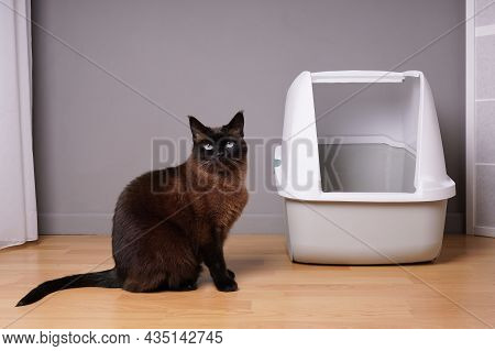 Siamese Cat Sitting Next To Closed Kitty Litter Box At Home