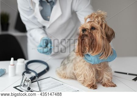 Veterinarian Check Ing Puppy S Health. High Quality And Resolution Beautiful Photo Concept