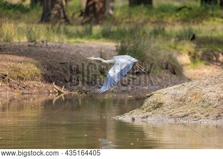 A Common Grey Heron Looking For Food At A Small Pond In A Forest In Hesse, Germany At A Cloudy Day I