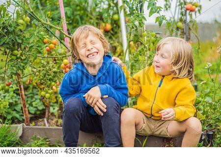 Boys And Tomatoes Peppers In Vegetable Garden. Homeschooling, Natural Education Of Children, Unschoo