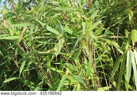 Bamboo In The Summer In The Garden