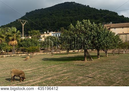 Mallorcan Sheep Grazing In A Fig Tree Plantation Field With The Mountain Of The Cura Sanctuary In Th