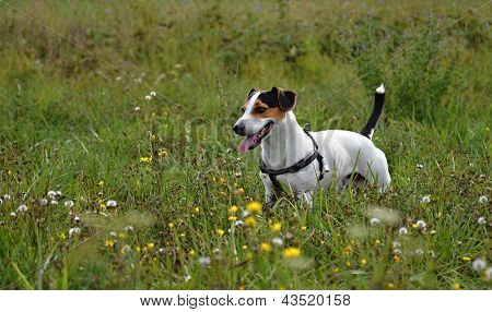 Jack Russel Terrier on a meadow