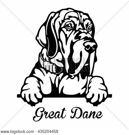 Great Dane Peeking Dog - Head Isolated On White