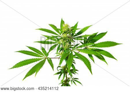 Cannabis Bush On A White Background Isolated. Medicinal Marijuana Leaves Of The Jack Herer Variety A