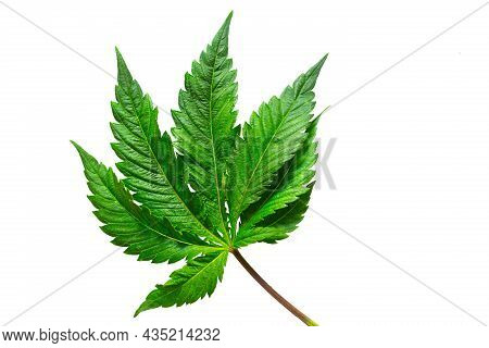 Cannabis Leaf On A White Background Isolated. Medicinal Marijuana Leaves Of The Jack Herer Variety A