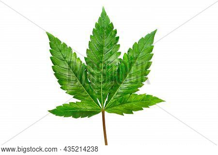 Cannabis Leaf On A White Background Isolated. Medicinal Marijuana Leaves Of The Jack Herer Variety A
