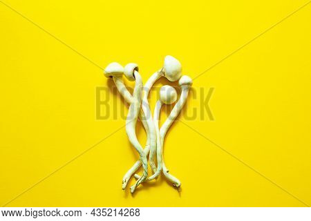 Dried Psilocybin Mushrooms On A Yellow Background, Variety Psilocybe Cubensis Rasta White. Cultivati