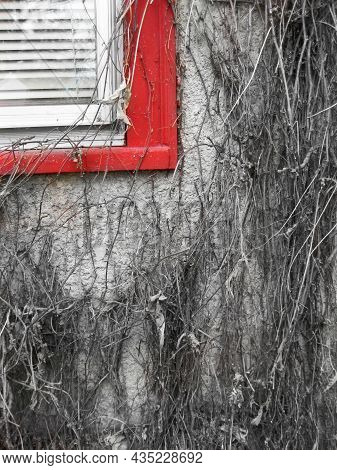 The Corner Of A Painted Red Window Trimming Is Covered In Thin Overgrowing Vines On The Side Of An A