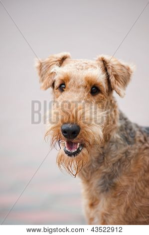 ภาพความสุข Airedale เทร์เรียร์