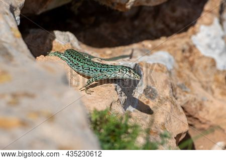 Formentera Lizard, Podarcis Pityusensis On A Rock Spain.