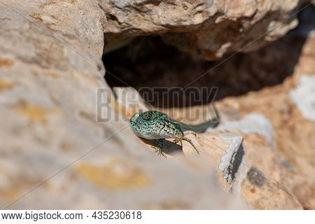 Formentera Lizard, Podarcis Pityusensis On A Rock Spain.