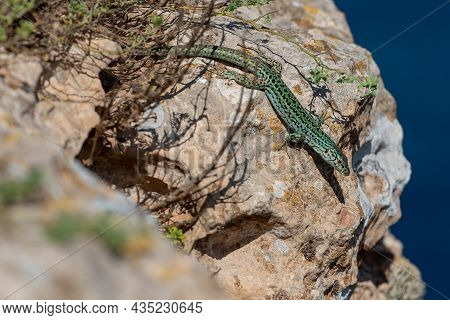 Formentera Lizard, Podarcis Pityusensis On A Rock Spain.