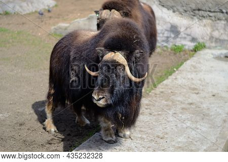 Shaggy Bulls Glisten In The Sun. A Musk Ox With Long Hair Basks In The Sun. Rare Northern Ungulates.