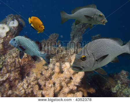 Coralvila