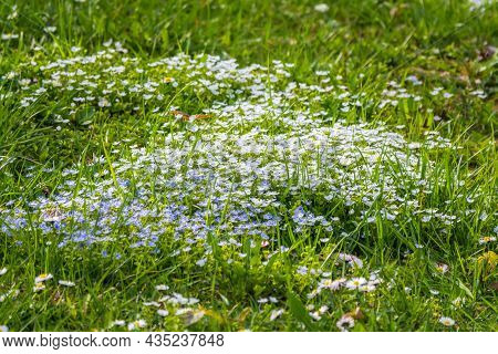 Veronica Chamaedrys Plant With Blue Flowers In The Grass For Background. Natural Spring Background