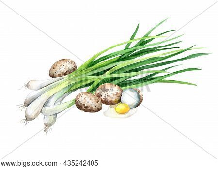 Quail Eggs With Green Onions. Illustration Isolated On White Background