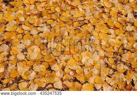 A Lot Of Fallen Yellow Autumn Leaves, Covering The Ground, Autumn Beauty.