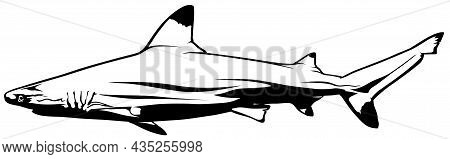 Blacktip Reef Shark Drawing